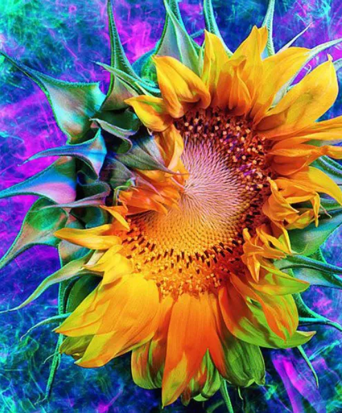 2019 Color Flower 5D  Diamond Painting Cross Stitch, Full Square Rhinestone, 6 Designs to Collect