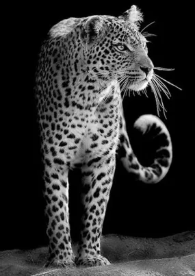 Black And White Leopard Diamond Painting | DIY Animal Diamond Kit | Full Round/Square Drill 5D Rhinestones | Leopard Jungle Cat Spots