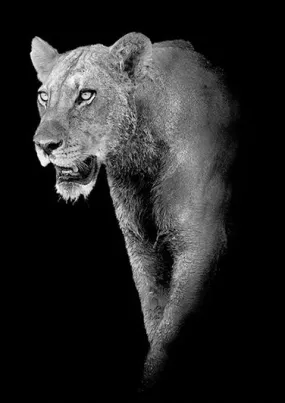 Black And White Lioness Strolling Diamond Painting | DIY Animal Diamond Kit | Full Round/Square Drill 5D | Lion Big Cat