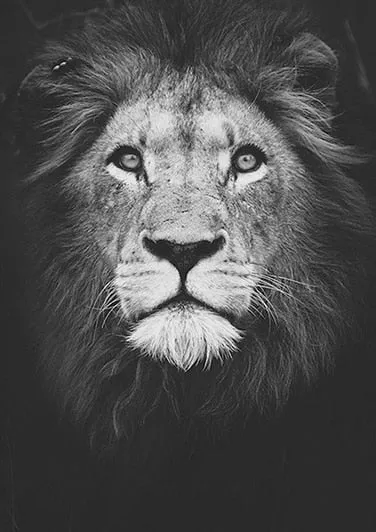 Black And White Lions Face Diamond Painting | DIY Animal Diamond Kit | Full Square/Round Drill 5D Rhinestones | Lions Mane Portrait