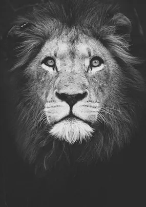 Black And White Lions Face Diamond Painting | DIY Animal Diamond Kit | Full Square/Round Drill 5D Rhinestones | Lions Mane Portrait