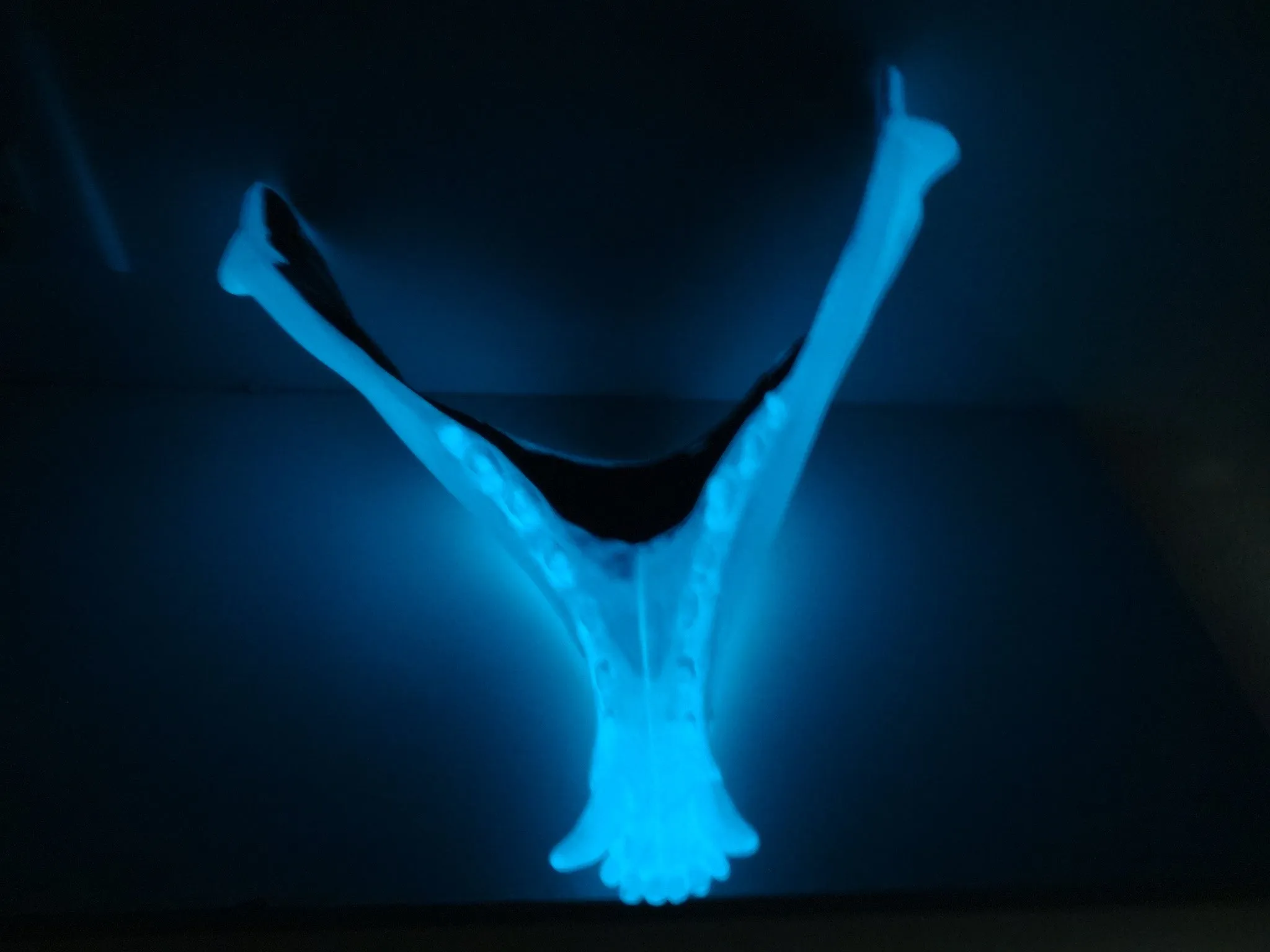 Glow in the Dark Skeletal K9 Lower Jaw Mask