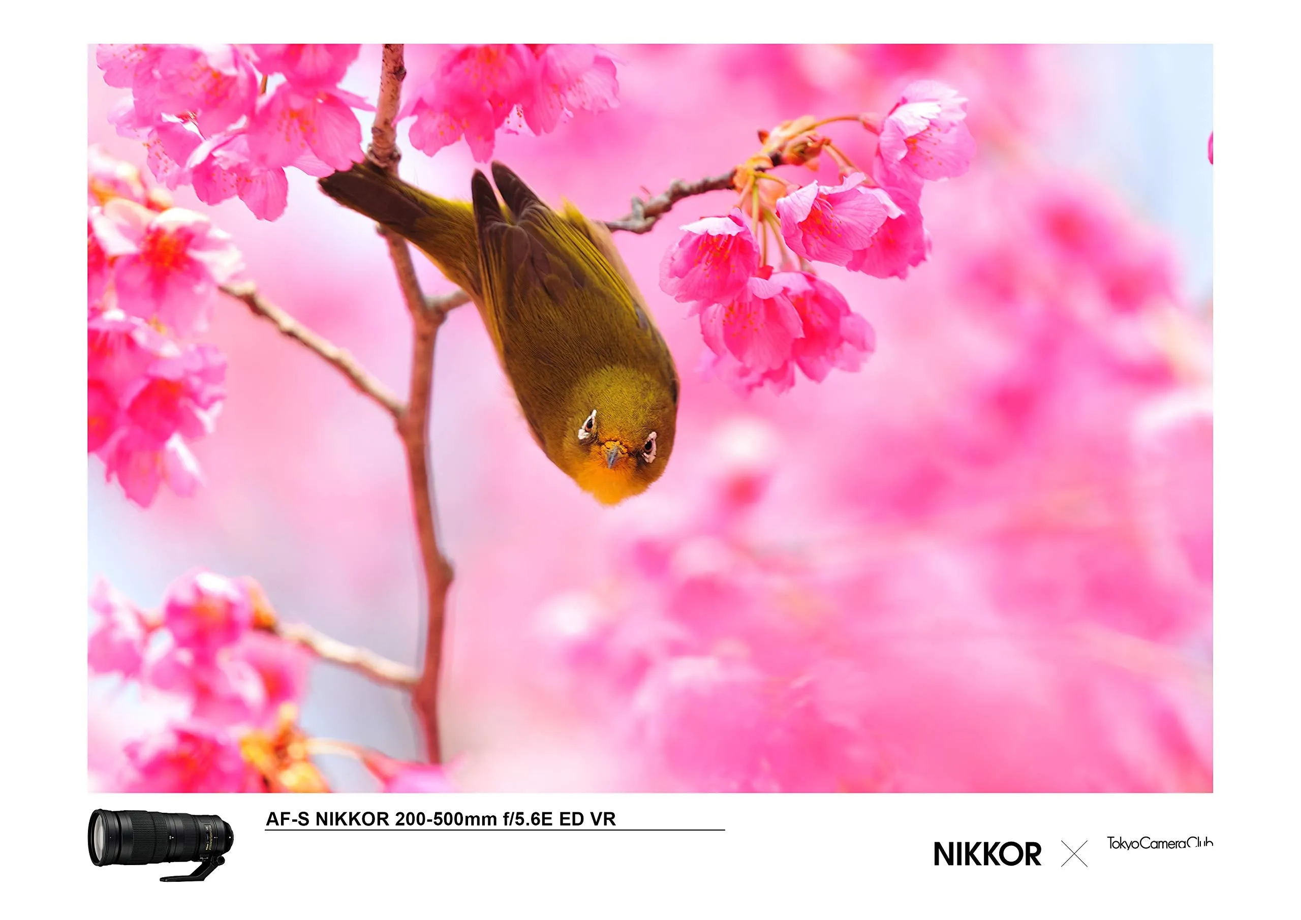 Nikon AF-S 200-500mm f/5.6E ED VR