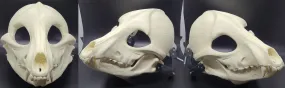 Skeletal K9 Cut and Hinged Mask Skeletal K9 Cut and Hinged Mask